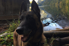 Gasthund in der Alpenlodge Auseezeit