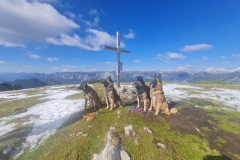 Gasthund in der Alpenlodge Auseezeit